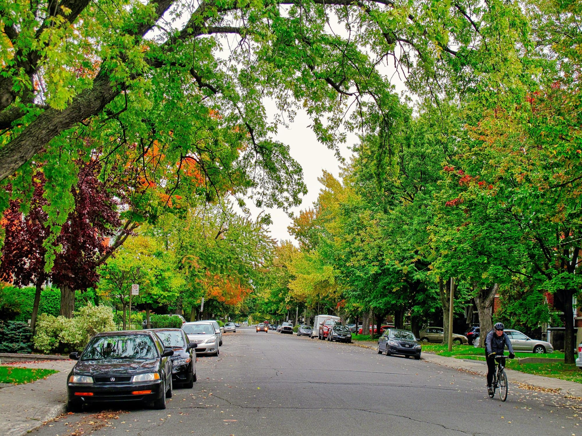 Une rue résidentielle tranquille de Montréal sous une canopée d’arbres matures